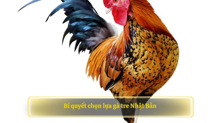 Bí quyết chọn lựa gà tre Nhật Bản 