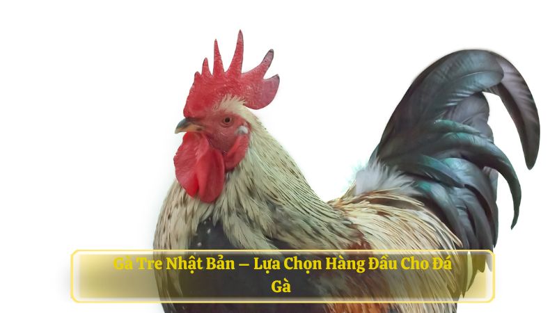 Gà tre Nhật Bản