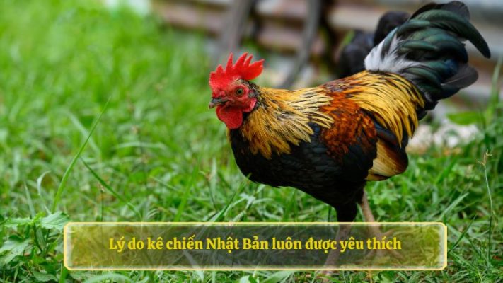 Lý do kê chiến Nhật Bản luôn được yêu thích